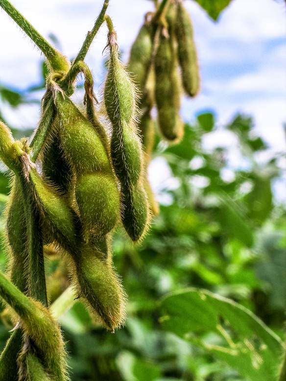soybean plant on field in Brazil