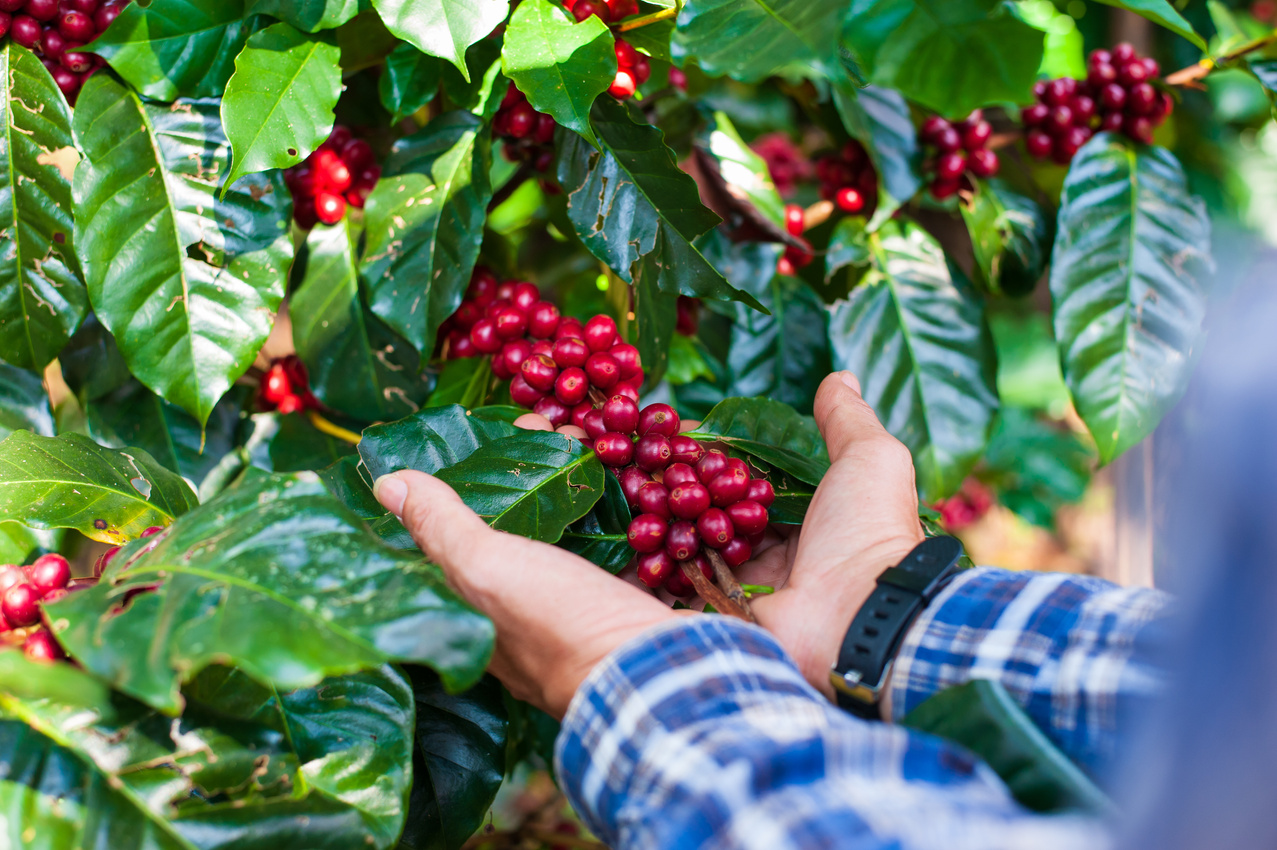 Farmers hold fresh coffee beans on a coffee plant in the fields.