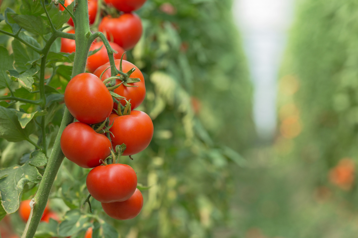Tomato plant in greenhouse