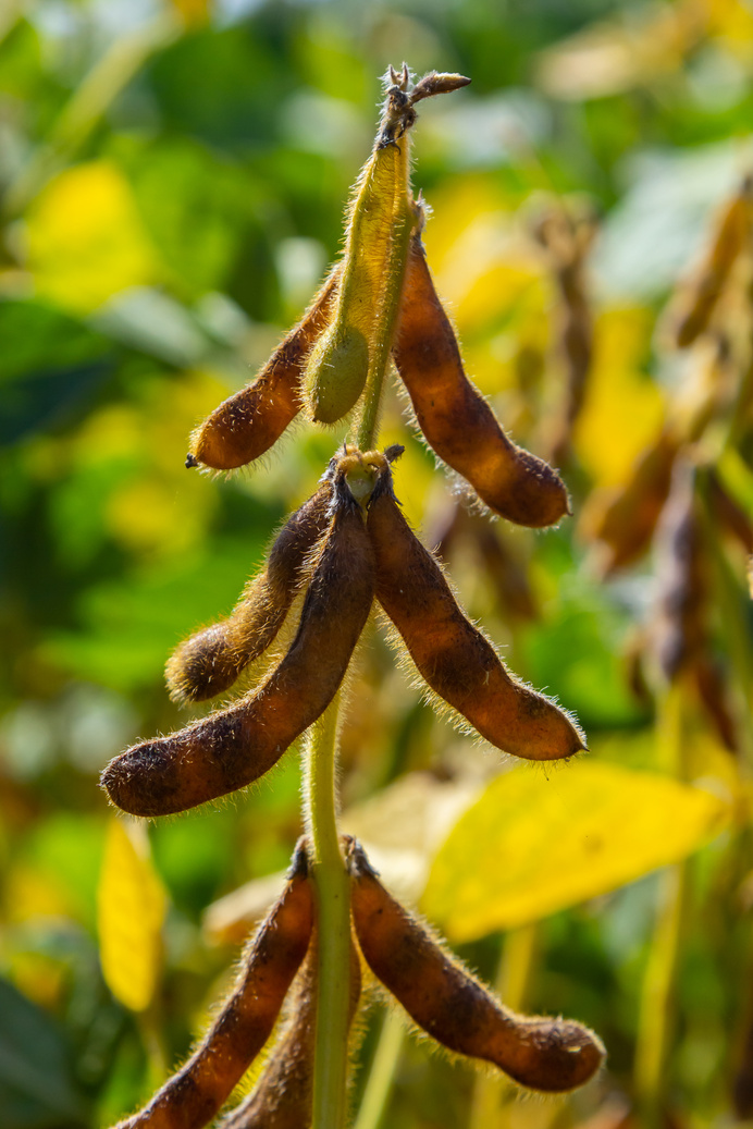 Soybeans Pod Macro. Harvest of Soy Beans - Agriculture Legumes Plant. Soybean Field - Dry Soyas Pods