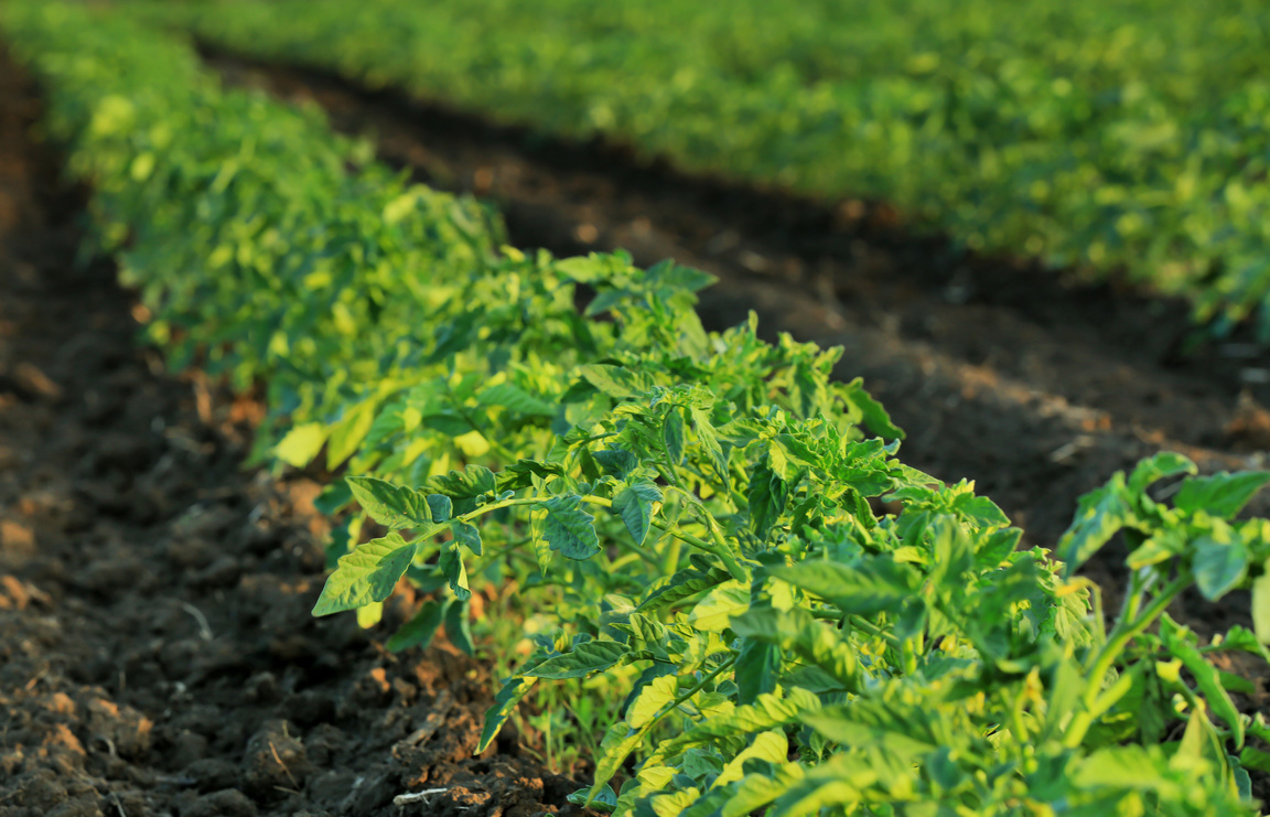 Tomato Bed on a Plantation